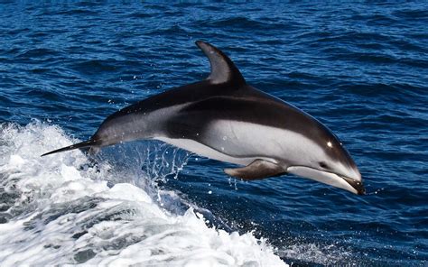 Animaux Dauphin HD Fond D'écran