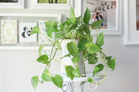 Pothos Plant Care - How to Grow + Propagate {VIDEO!} - Paisley + Sparrow