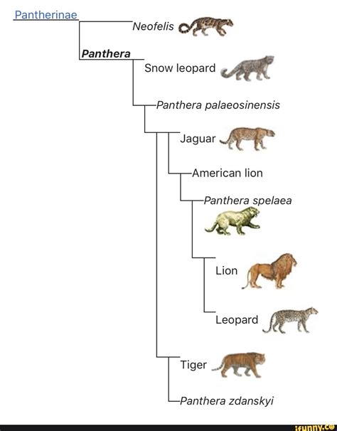 Pantherinae Neofelis Snow leopard Panthera palaeosinensis Jaguar A American lion Panthera Lion ...