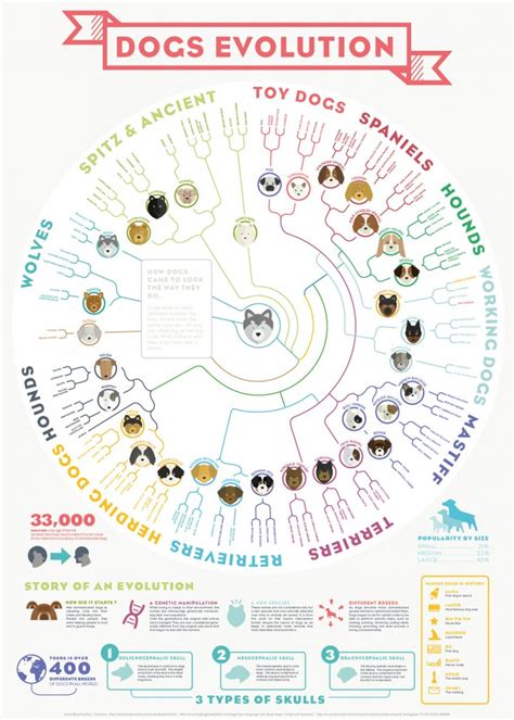 Origins & Evolution Of The Dog (Generation After Generation)