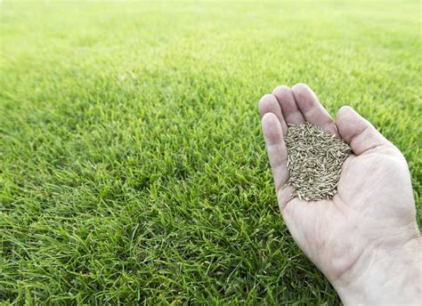 Choosing The Best Tall Fescue Grass Seed: A Comprehensive Guide | LawnHelpful.com