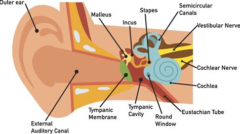 Anatomy Of the Ear Labeled Beautiful Human Ear Diagram | Ear diagram, Human ear diagram, Inner ...