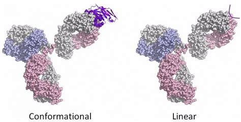 Epitope Mapping