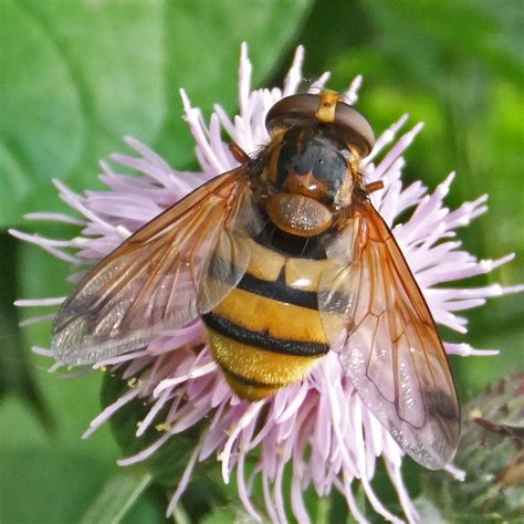 Volucella inanis | Large hoverfly. The female lays eggs in t… | Flickr