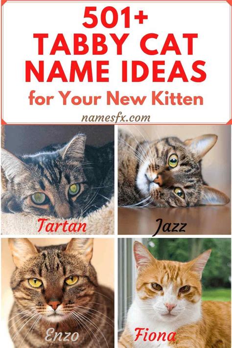 501+ Great Tabby Cat Name Ideas For Your New Kitten