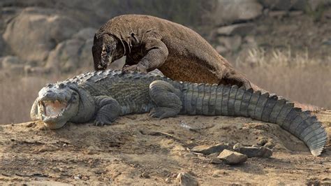 Can Komodo Dragon Attack Crocodile ? - YouTube