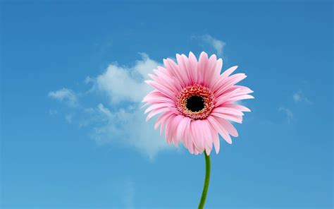 Pink Daisy Wallpaper (61+ images)