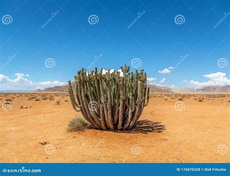 Namib Desert Plants