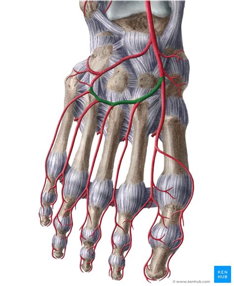 Arcuate artery: Anatomy, branches, supply | Kenhub