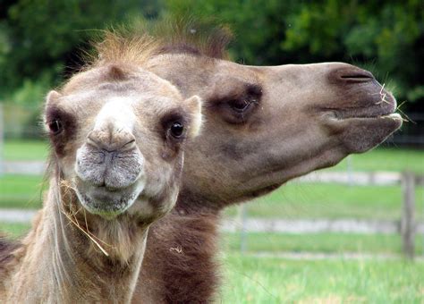 Bactrian Camels - Camelus bactrianus image - Free stock photo - Public Domain photo - CC0 Images