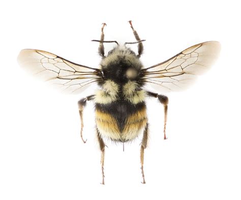 One of the most common North American bumble bee species is actually two species — News ...