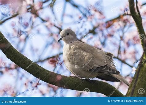 Eurasian Collared Dove Streptopelia Decaocto Nesting in a Tree Stock ...