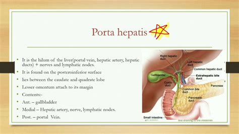 Porta Hepatis Lymph Node