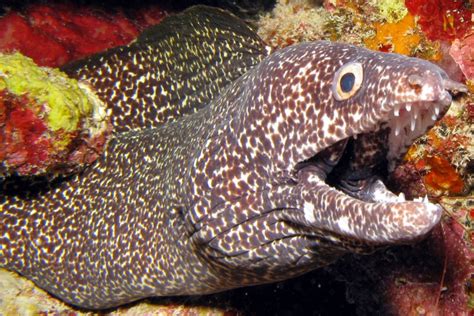 spotted-moray-eel-by-Florent-Charpin » TwistedSifter