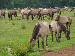 horses on a meadow | Freestock photos