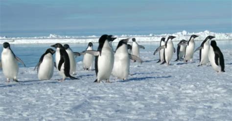 Secret colony of 1.5 million penguins found on Antarctica