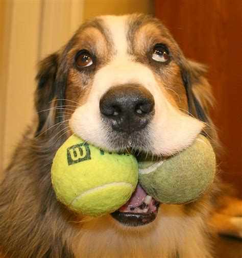 Are Tennis Balls Safe Dog Toys? | hubpages