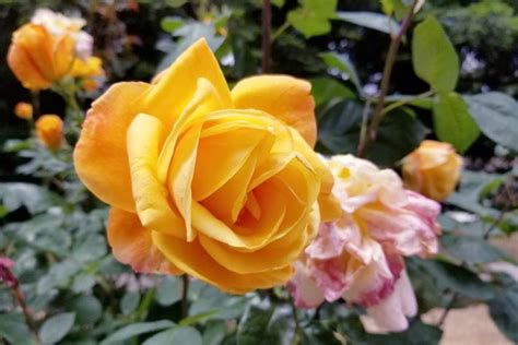 6 Orange Rose Bushes That Add Juicy, Joyful Color to Your Yard | LoveToKnow