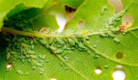 Lemon Tree Pests: How to Identify and Prevent - Minneopa Orchards