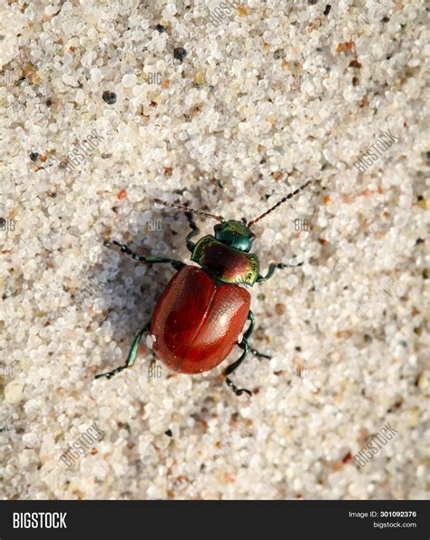 Beetles Variety Colors Image & Photo (Free Trial) | Bigstock