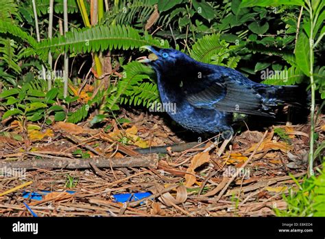 Satin bowerbird nest hi-res stock photography and images - Alamy