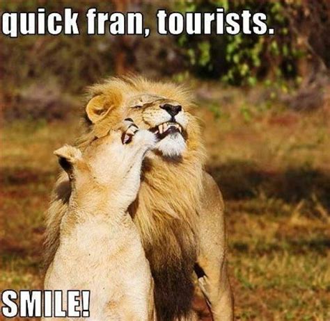 Top 37 Most Funniest Lion Quotes (Có hình ảnh)