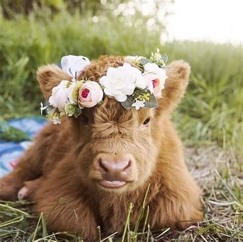 Gifts for Cow Lovers | Cute baby cow, Fluffy cows, Cow