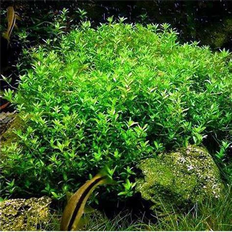 Baby Tears Pearlweed Bunched Aquarium Plant | Arizona Aquatic Gardens