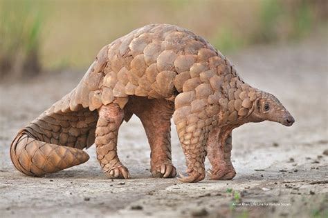 World Pangolin Day