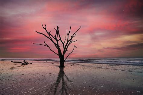 Botany Bay Oak at Sunrise Photograph by Jon Glaser - Fine Art America