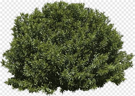 Green bush, Tree Shrub Evergreen, bushes, leaf, branch png in 2023 | Green grass background ...