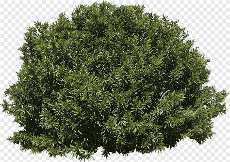 the top view of a tree with green leaves, on a white background png