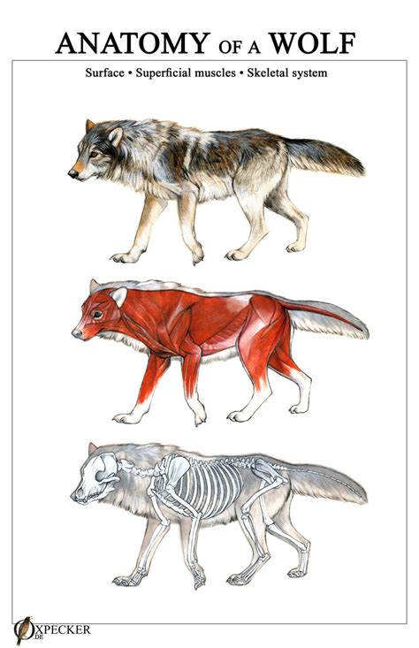 Anatomy of a Wolf by oxpecker on DeviantArt