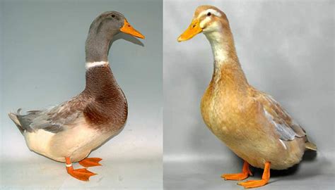 Saxony Duck Breed – Everything You Need to Know