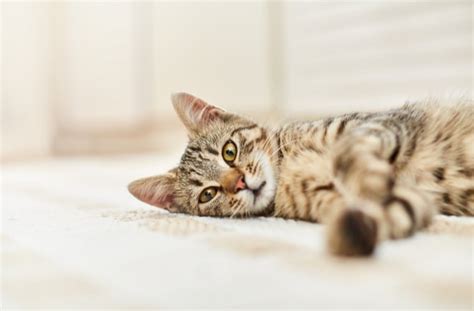 Symptoms, Causes, and Treatment for Stroke in Cats | petMD