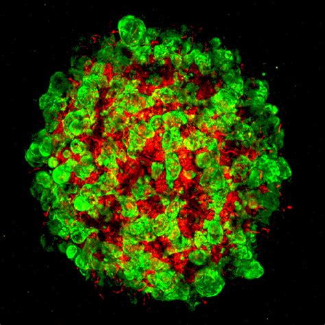 Bioengineered Human Livers Mimic Natural Development