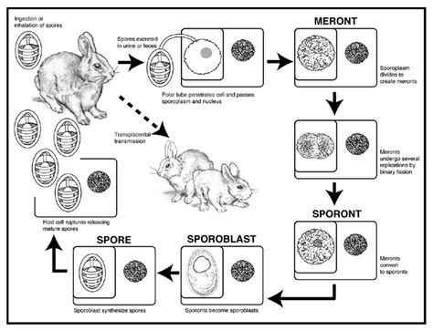 General life cycle of microsporidia | Download Scientific Diagram