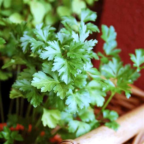 Flat Leaf Parsley Heirloom Seeds | Terroir Seeds