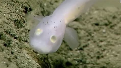 Ghostly fish seen alive for first time ever - CNN Video