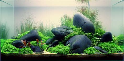 Annika Reinke und das Aquascaping - Aqua Rebell | Aquarium aquascape, Aquarium design, Nano-aquarium