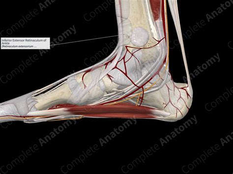 Inferior Extensor Retinaculum of Ankle | Complete Anatomy