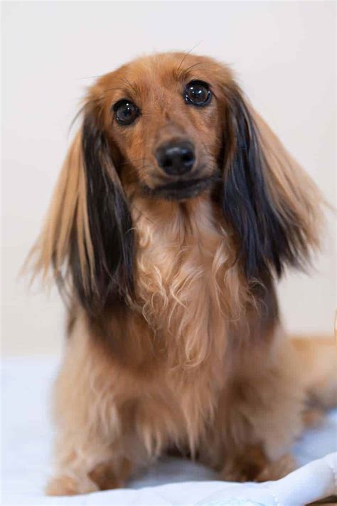 How To Care For A Long Haired Dachshund - Grooming Tips, Health Care ...