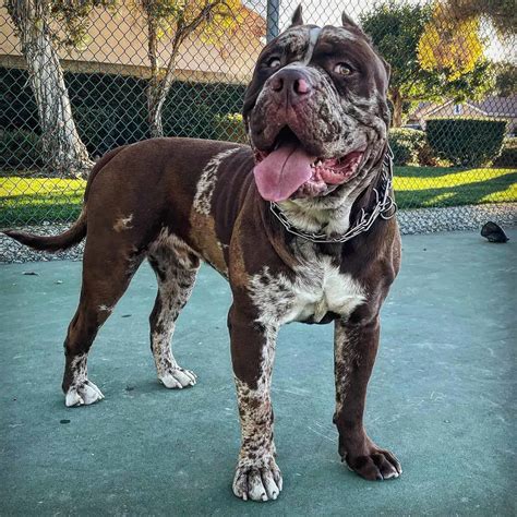 North American Mastiff - A Gentle Giant Overview