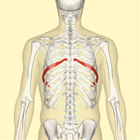 Rib Subluxation | Kelley Spine & Sport Chiropractic