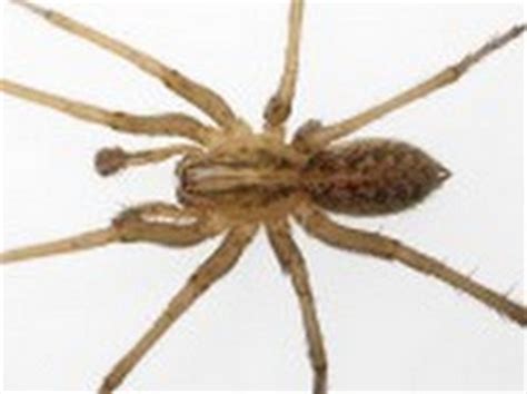 👉 Hobo Spider Bite - Pictures, Symptoms, Stages and Treatment (December 2021)