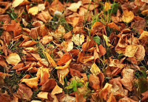 Mulching Leaves - Is It a Mistake to Rake? - Bob Vila