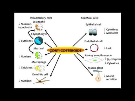 Asthma Drugs - Corticosteroids (Beclomethasone & Fluticasone) - YouTube