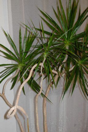 Madagascar dragon tree | plants, flowers, trees, vases, planters 2