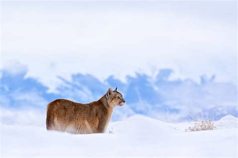 Guide to Planning Your Patagonia Puma Quest in Torres Del Paine