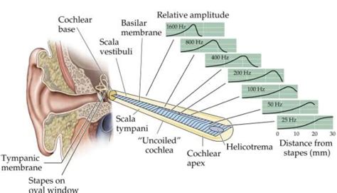 Structural properties of the basilar membrane determine the way it responds to sound | Sensory ...